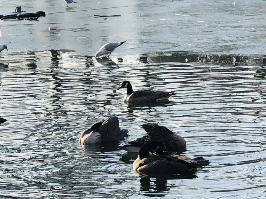 IMG_2804.jpg?type=w966