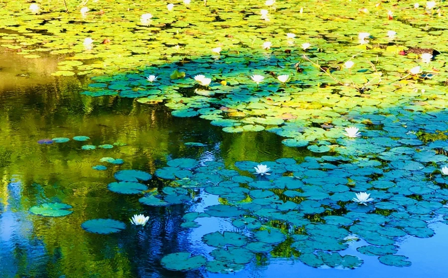 IMG_2200.jpg?type=w966