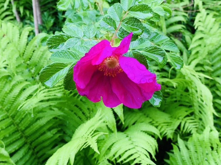 IMG_9808.jpg?type=w966