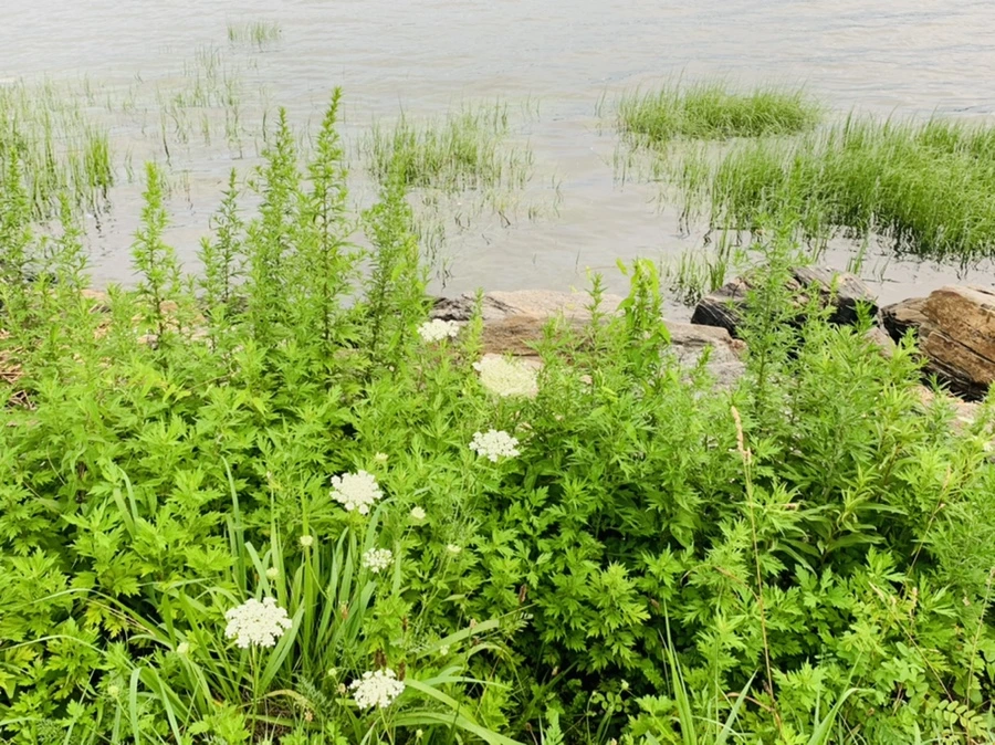 IMG_7731.jpg?type=w966