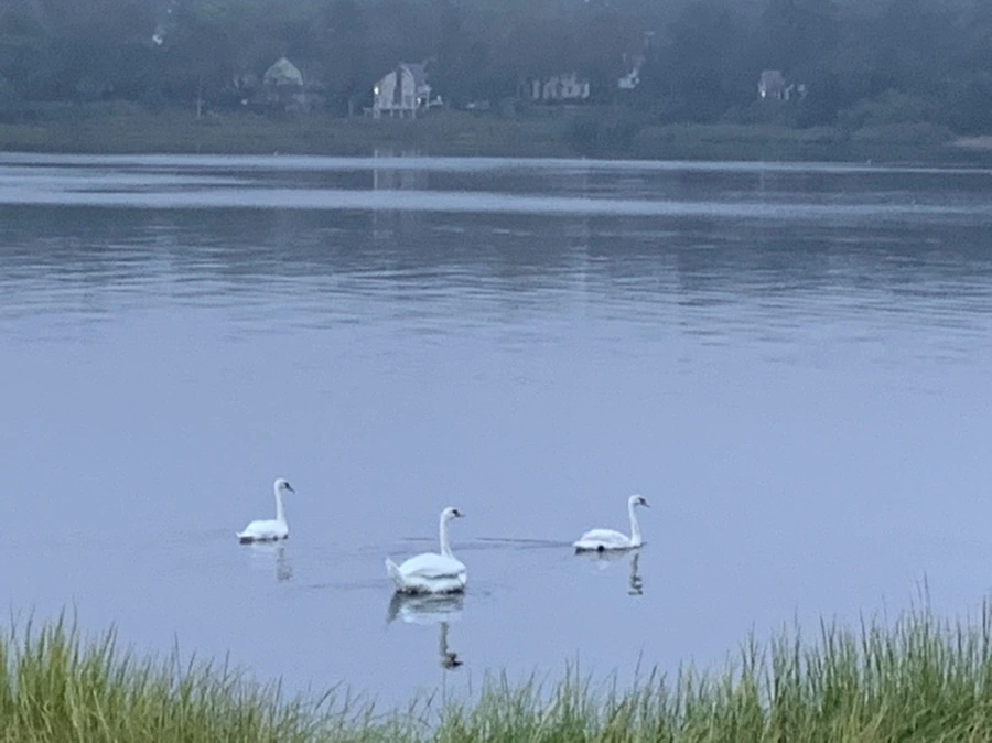 IMG_6648.jpg?type=w966