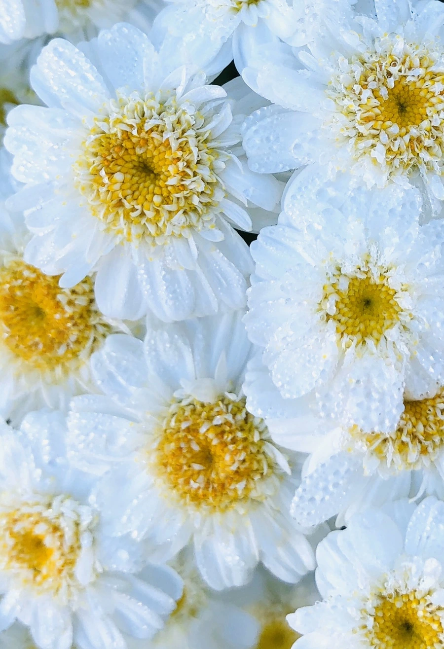 IMG_9068.jpg?type=w966