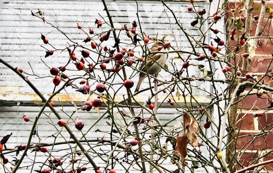 IMG_3413.jpg?type=w966