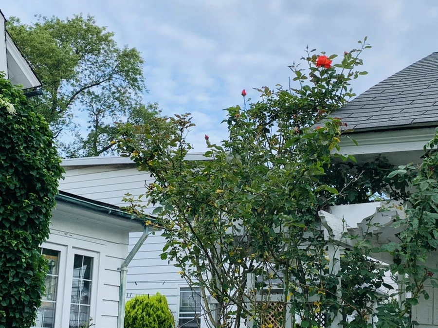 IMG_5440.jpg?type=w966