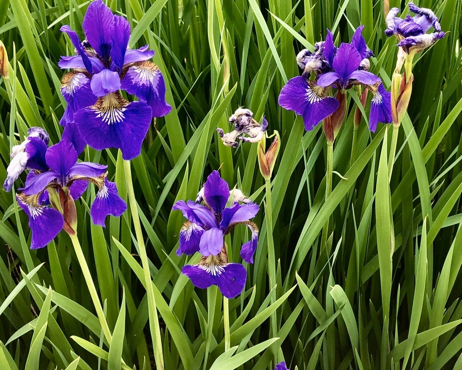 IMG_7837.jpg?type=w966