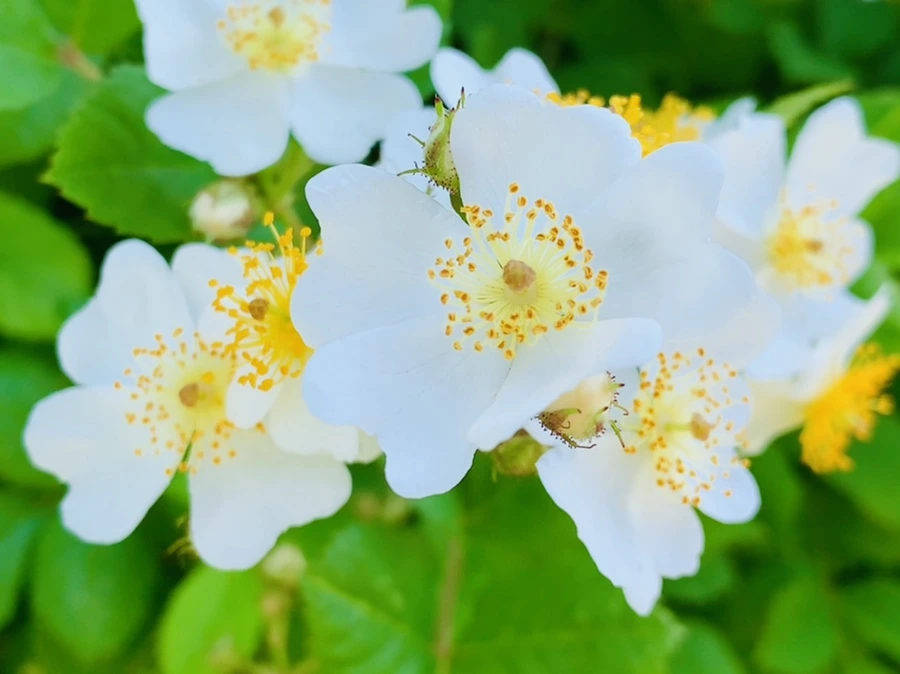 IMG_4669.jpg?type=w966