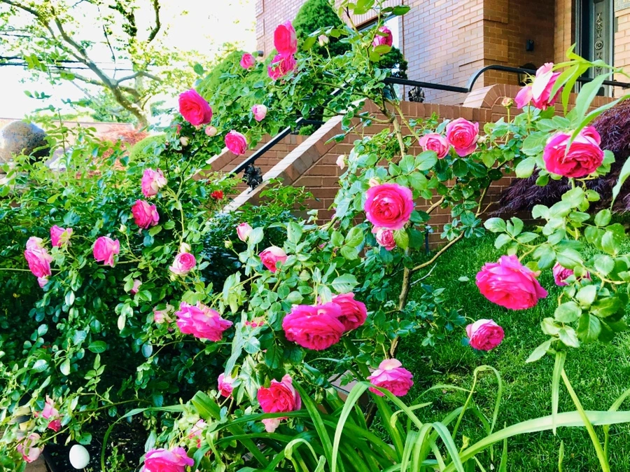 IMG_8396.jpg?type=w966