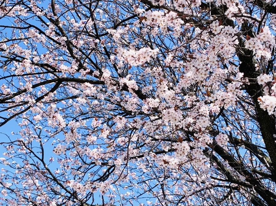 IMG_7949.jpg?type=w966