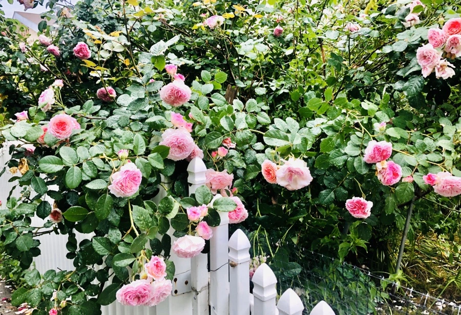 IMG_8125.jpg?type=w966