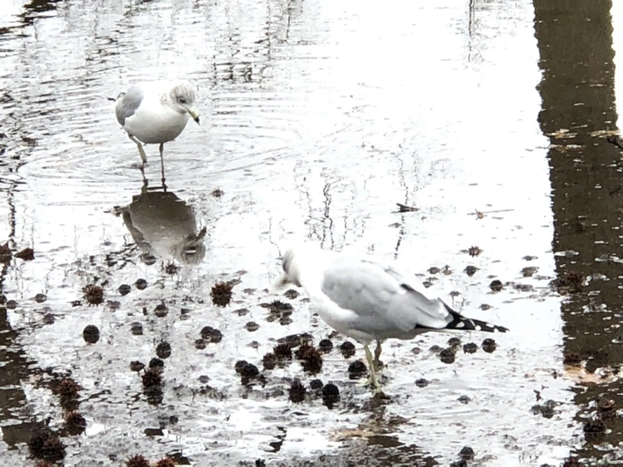 IMG_9434.jpg?type=w966