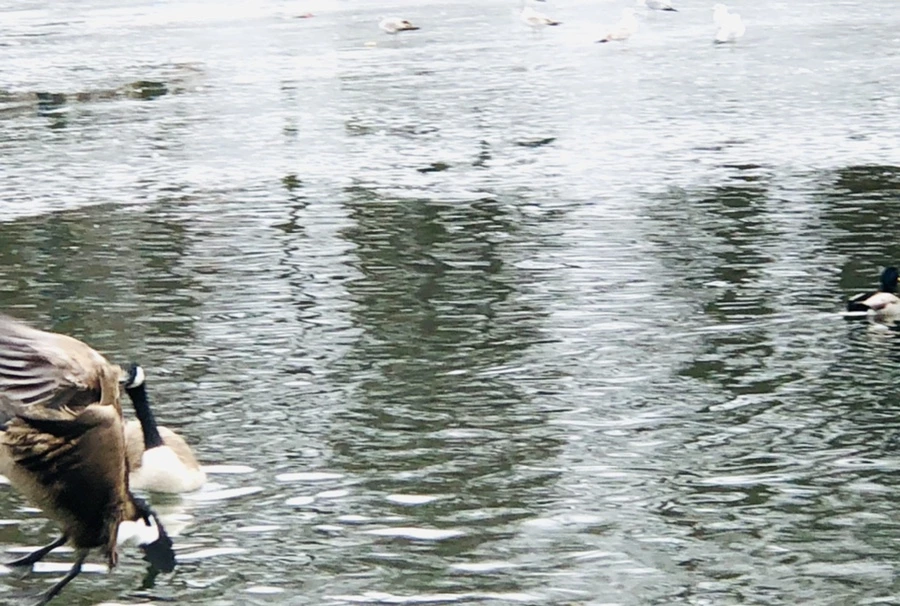 IMG_6067.jpg?type=w966