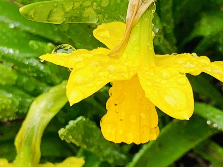 IMG_3747.jpg?type=w966