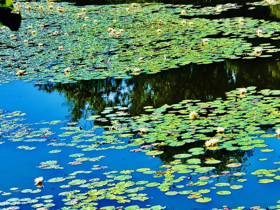 IMG_2333.jpg?type=w966