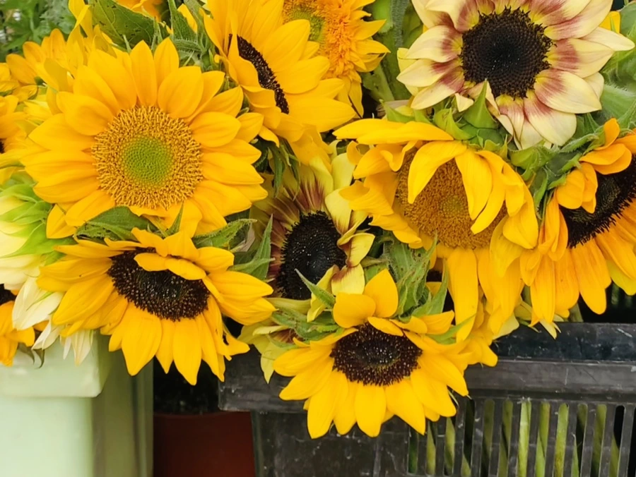 IMG_1200.jpg?type=w966