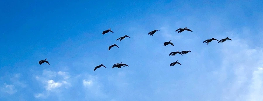 IMG_4959.jpg?type=w966