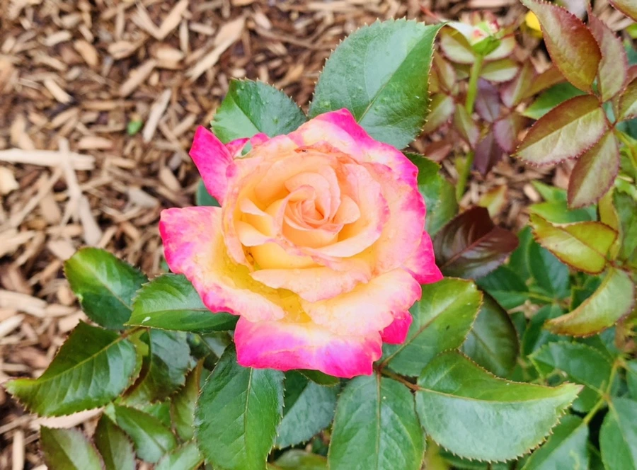 IMG_0386.jpg?type=w966