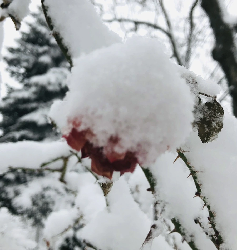 IMG_1062.jpg?type=w966