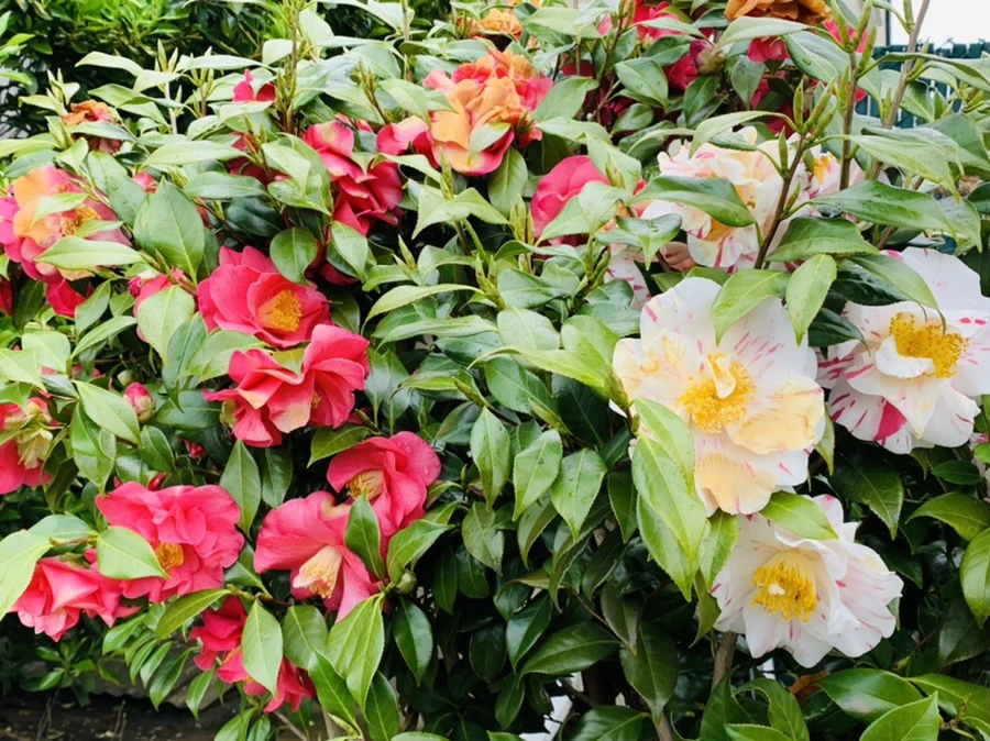 IMG_1353.jpg?type=w966