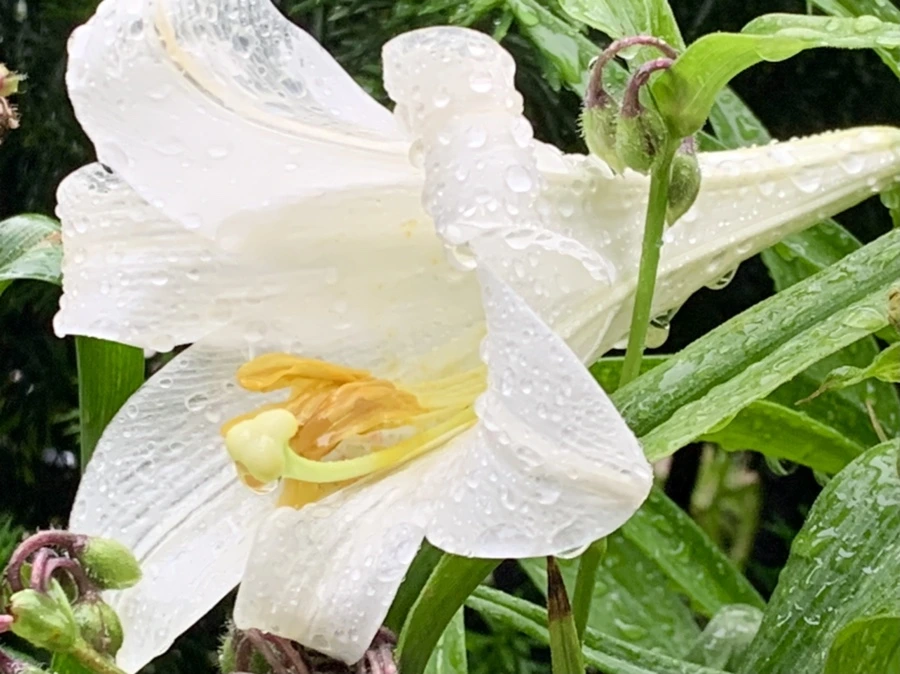 IMG_0117.jpg?type=w966