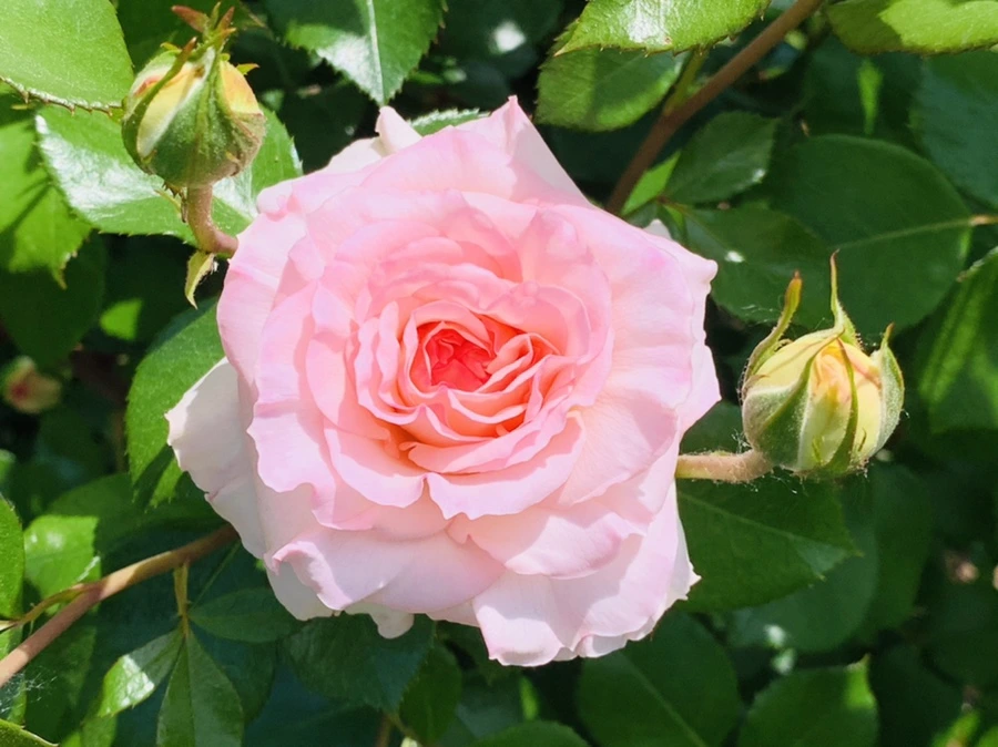 IMG_5895.jpg?type=w966