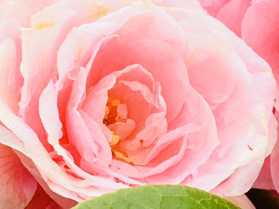 IMG_1429.jpg?type=w966