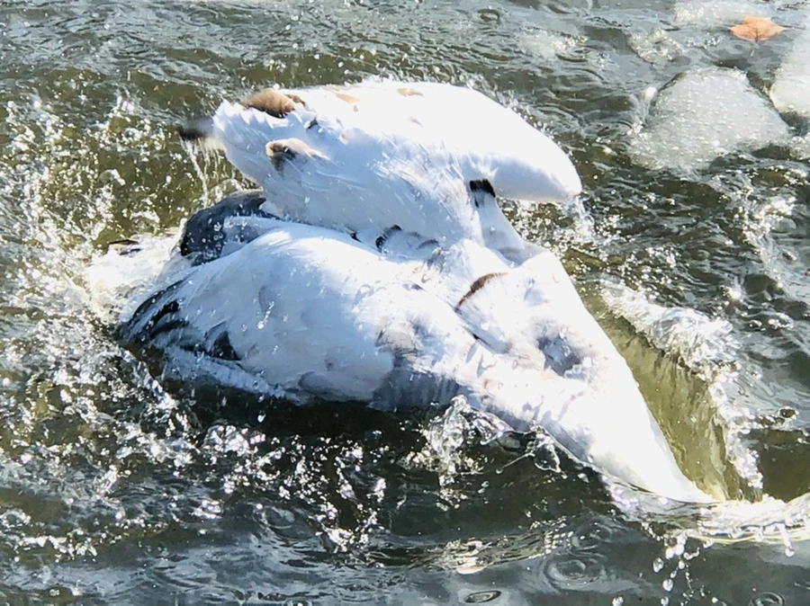 IMG_5418.jpg?type=w966