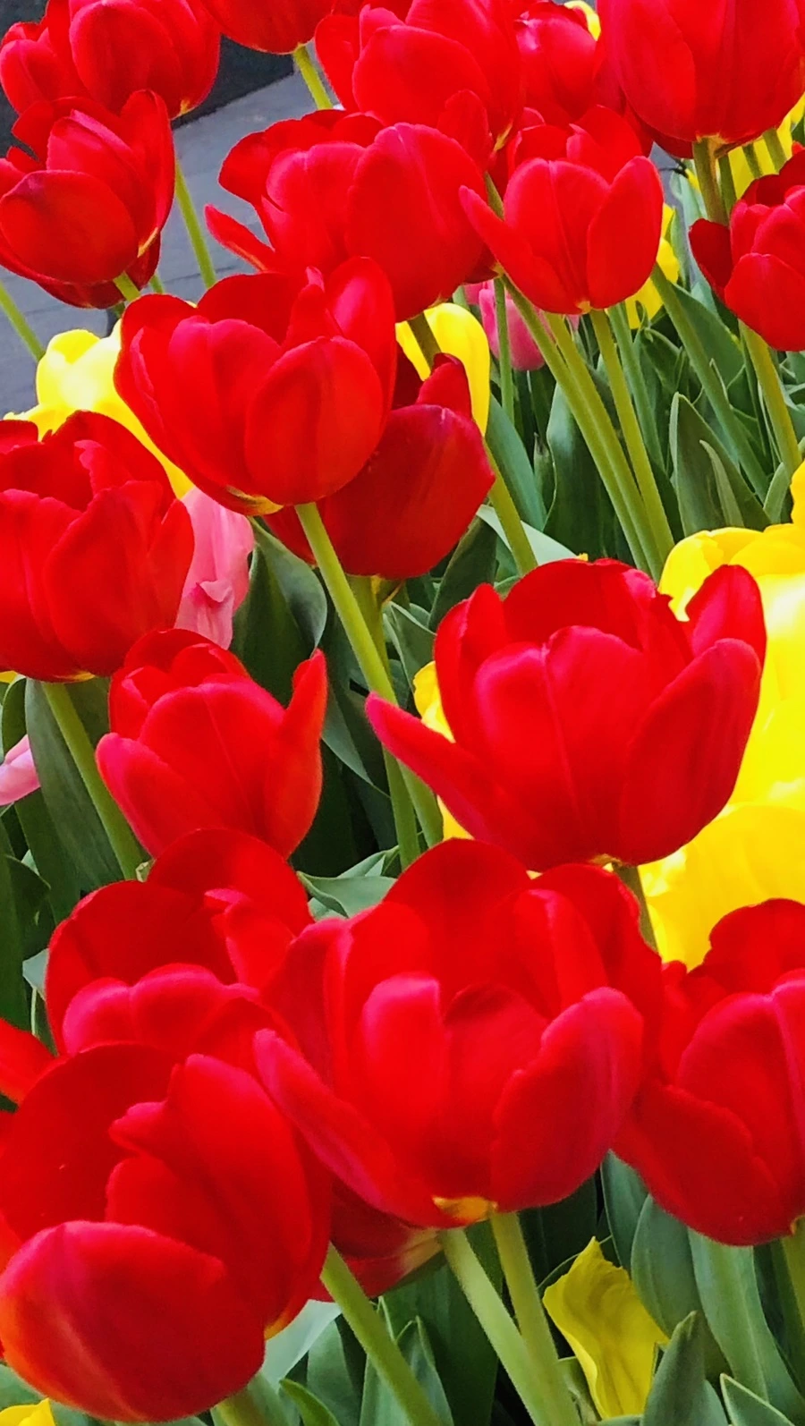 IMG_3230.jpg?type=w966