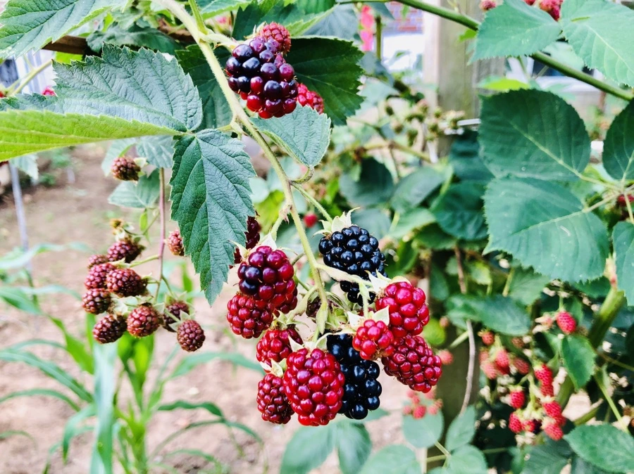 IMG_1773.jpg?type=w966