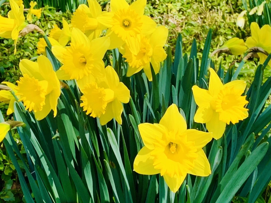 IMG_4271.jpg?type=w966