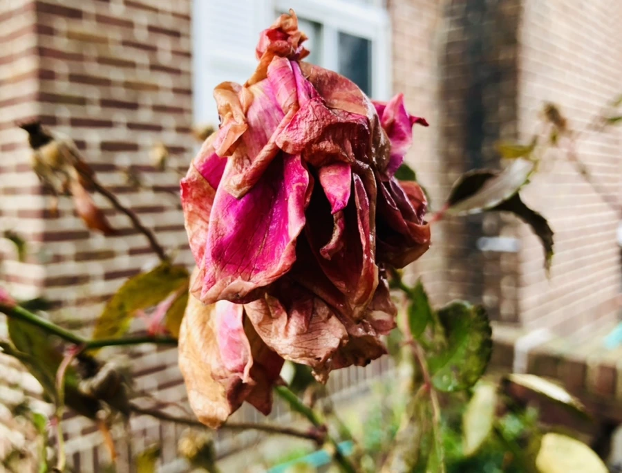 IMG_8582.jpg?type=w966