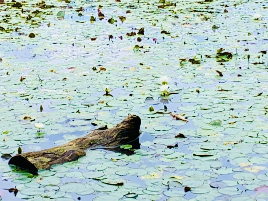 IMG_9127.jpg?type=w966