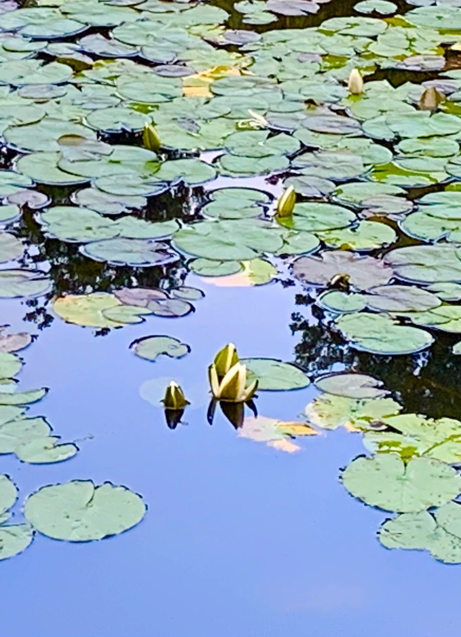 IMG_2964.jpg?type=w966