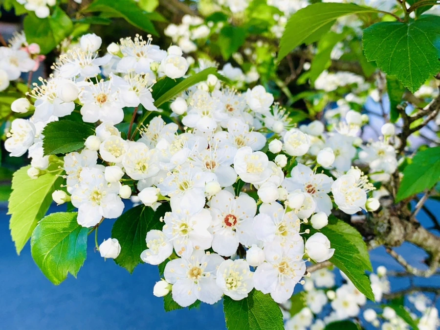 IMG_2002.jpg?type=w966