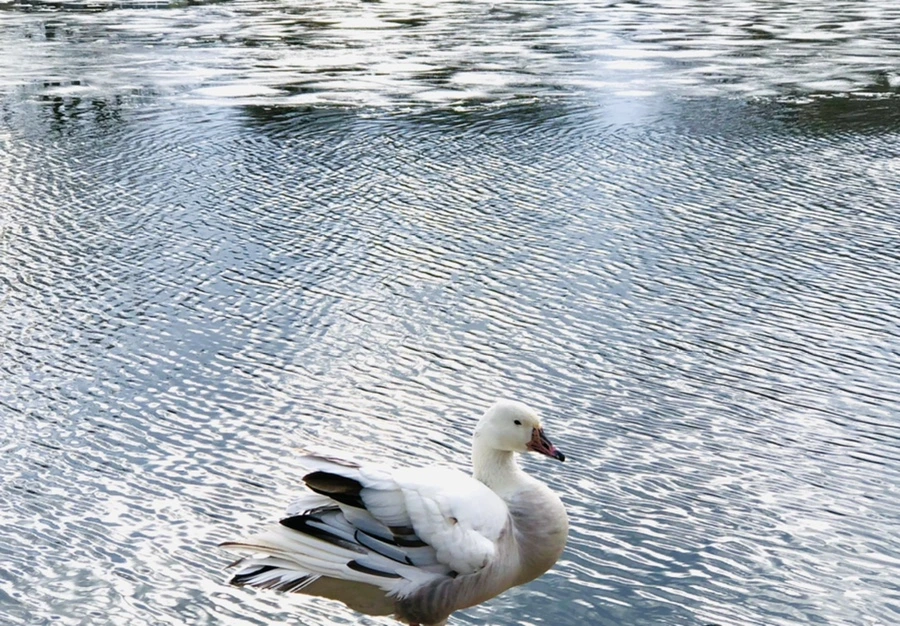 IMG_5079.jpg?type=w966