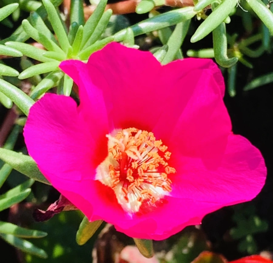 IMG_8376.jpg?type=w966