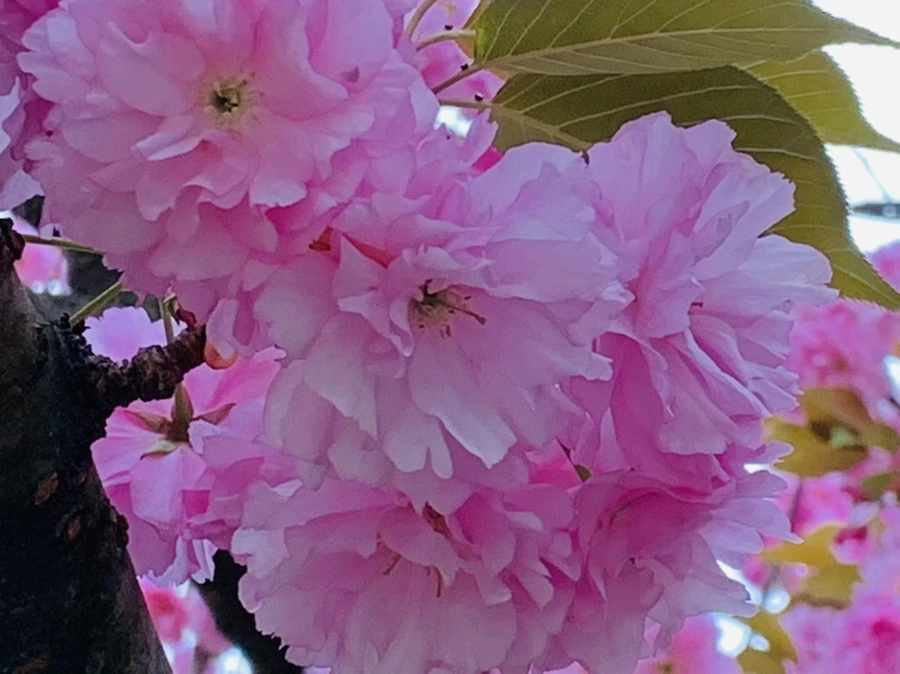 IMG_7358.jpg?type=w966