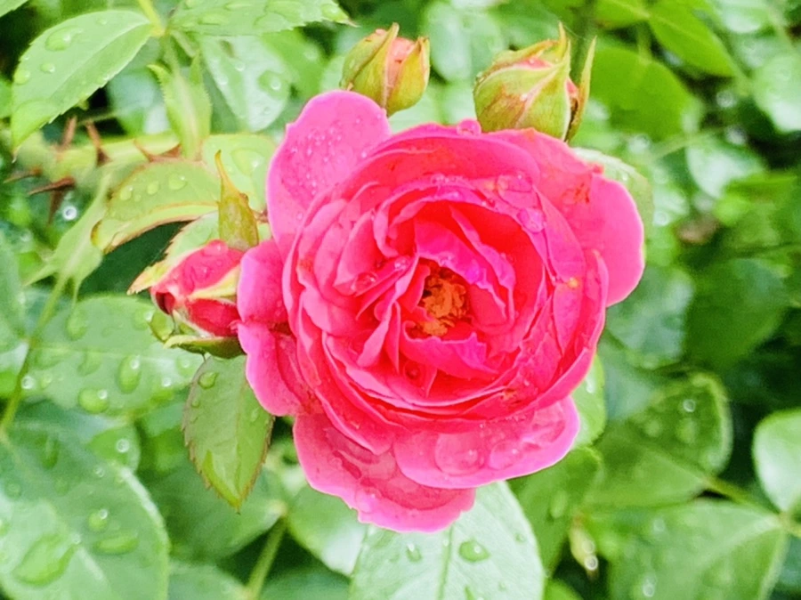 IMG_7346.jpg?type=w966