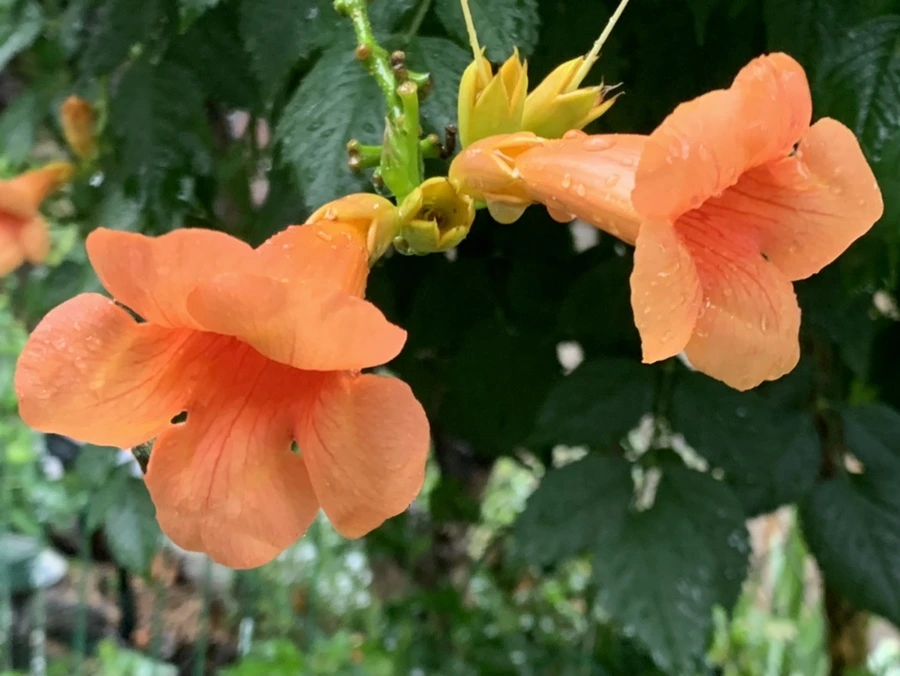 IMG_3839.jpg?type=w966