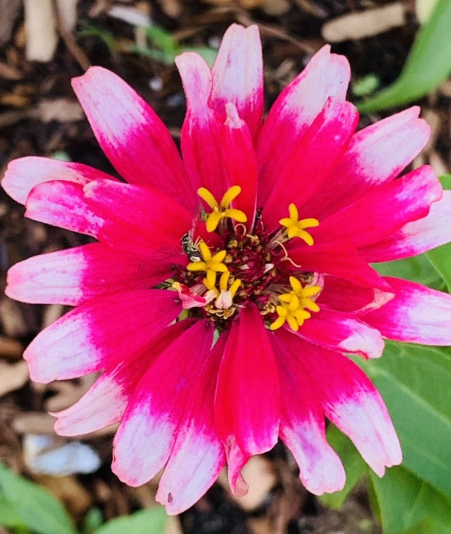 IMG_0490.jpg?type=w966