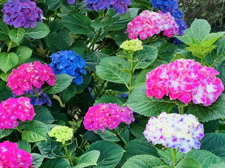 IMG_0342.jpg?type=w966