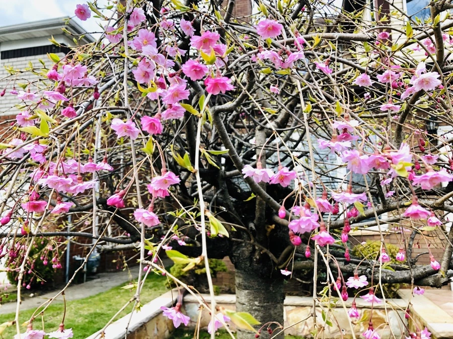 IMG_6949.jpg?type=w966