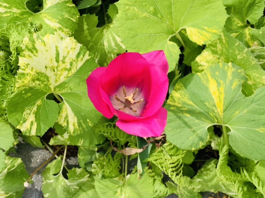 IMG_6946.jpg?type=w966