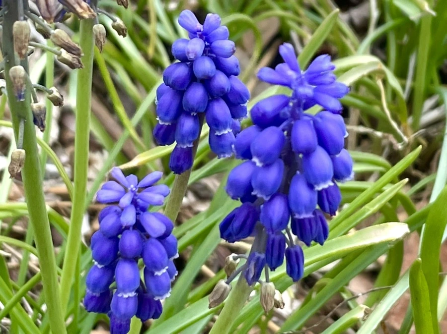 IMG_1305.jpg?type=w966