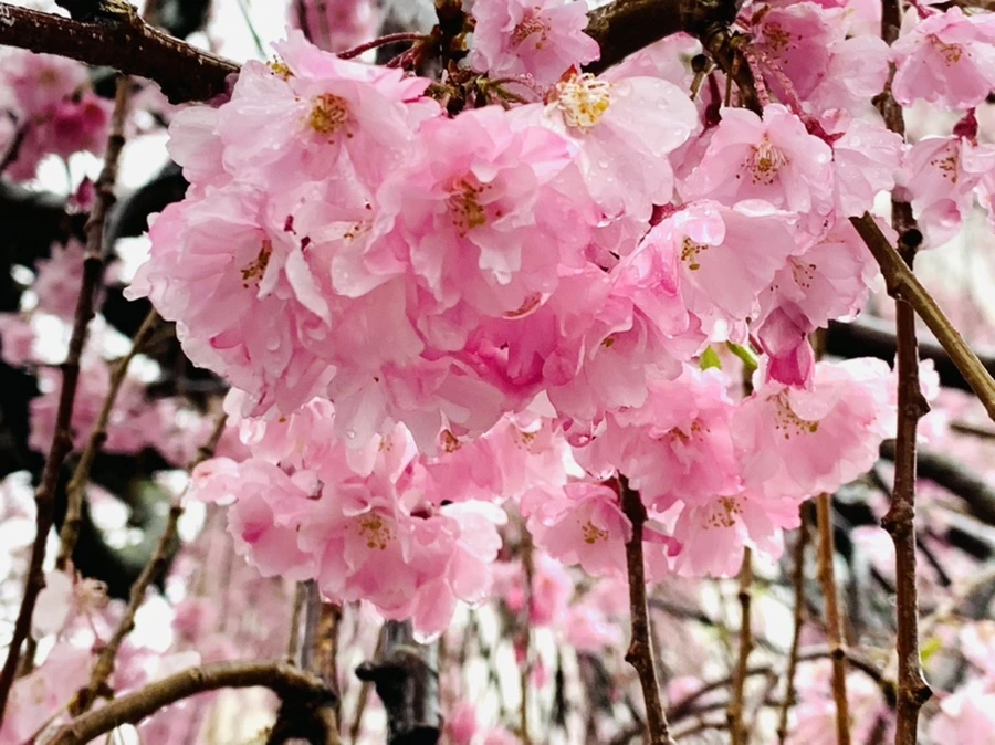 IMG_2291.jpg?type=w966