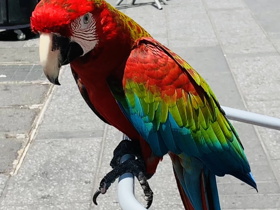 IMG_5443.jpg?type=w966