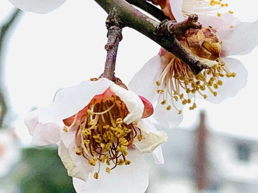 IMG_3608.jpg?type=w966