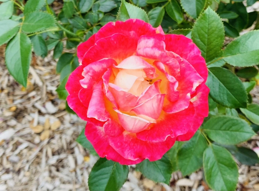 IMG_6955.jpg?type=w966