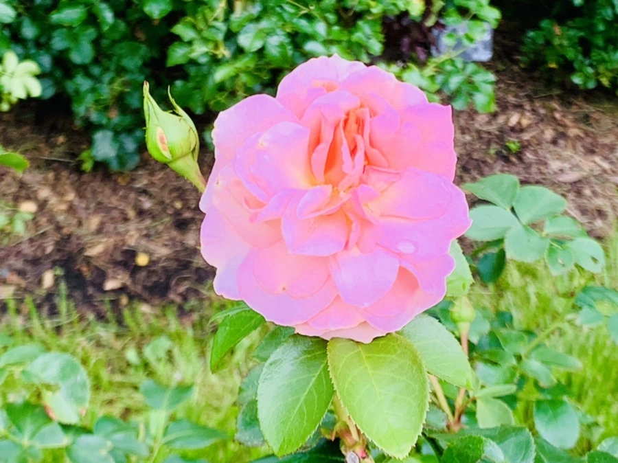 IMG_8732.jpg?type=w966