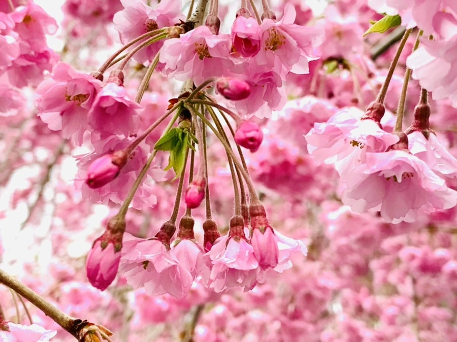 IMG_0816.jpg?type=w966