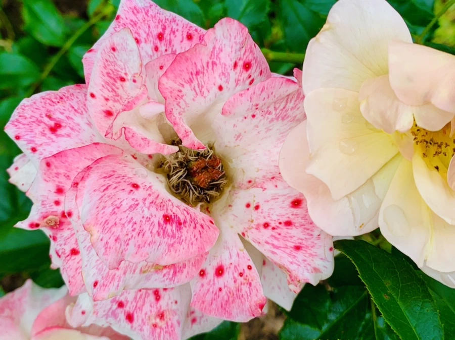 IMG_8730.jpg?type=w966